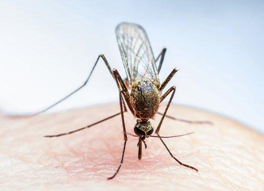 携带蚊子叮咬皮肤的疾病