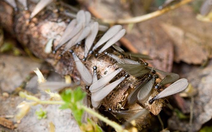 termite swarmers at a home