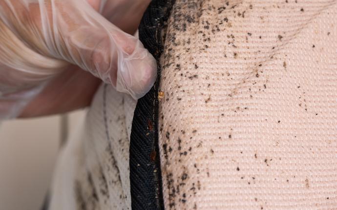 a gloved hand checking for bed bugs