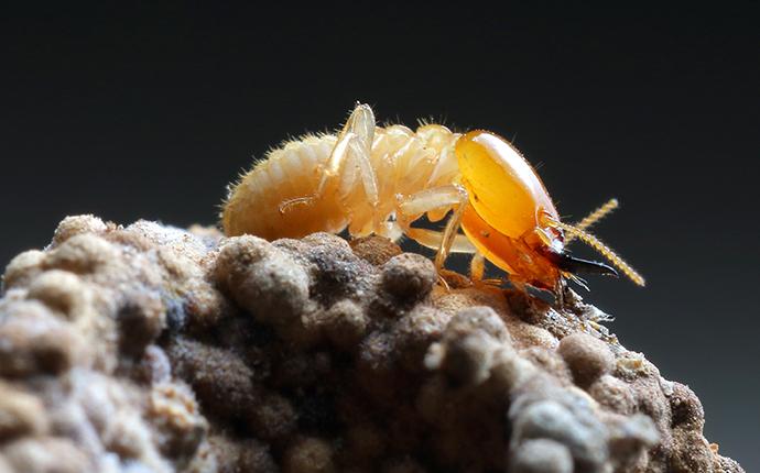 termite on a rock