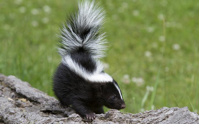 a skunk on a log