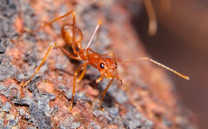 an ant outside