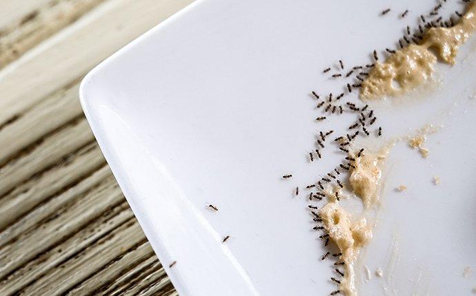 ant infestation on a dish