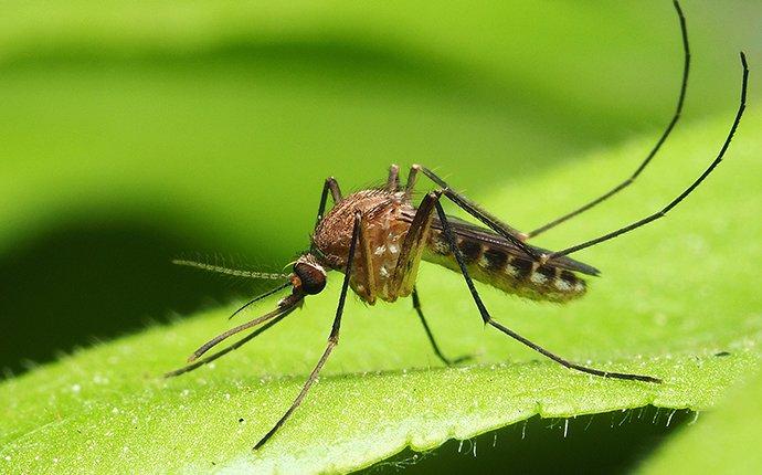 a mosquito perched on a leaf