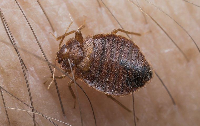 bed bug on skin