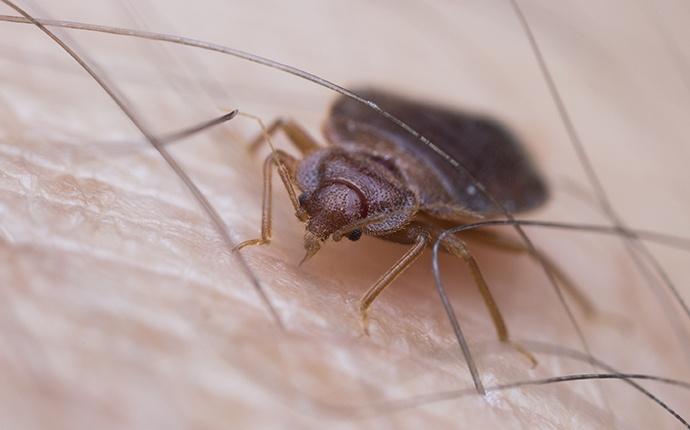 a bed bug crawling on a persons leg