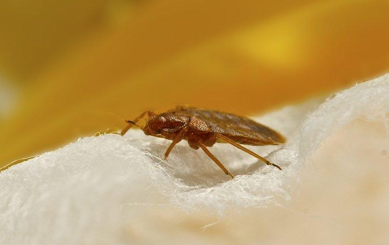 bed bug crawling on mattress