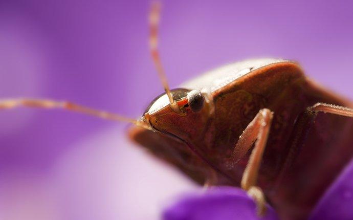 an up close image of the front view of a bed bug