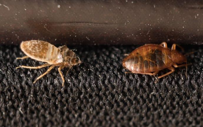two bed bugs on a piece of furniture