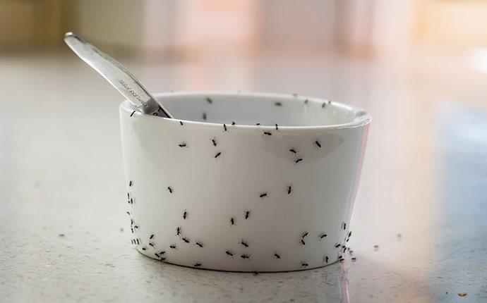 ants crawling on bowl and spoon