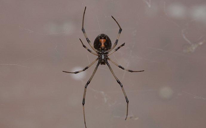 black widow spider crawling on a spider web with a blurred out greyish background