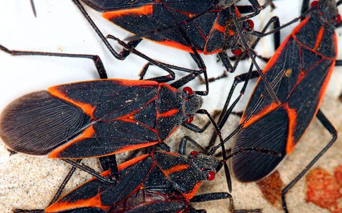4 boxelder bugs on a white surface with dirt