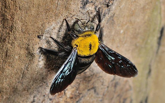 a carpenter bee chewing a whole in a tree trunk