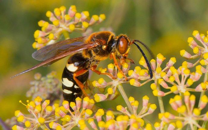 a cicadia killer wasp pollinating flowers