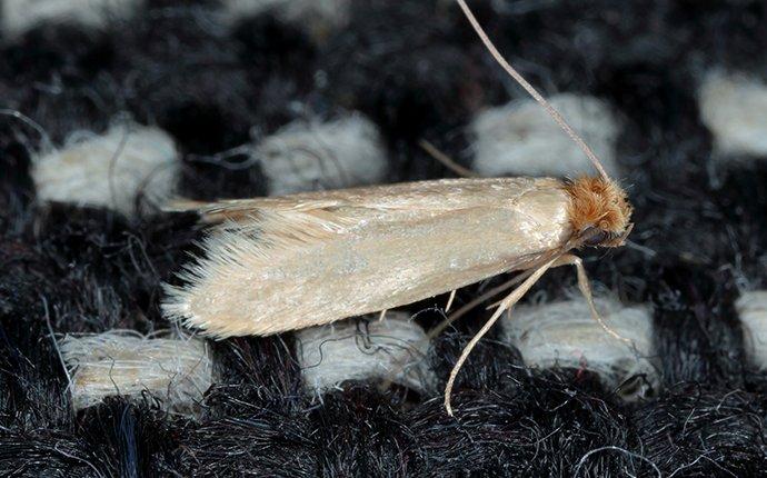 clothes moth on a sweater