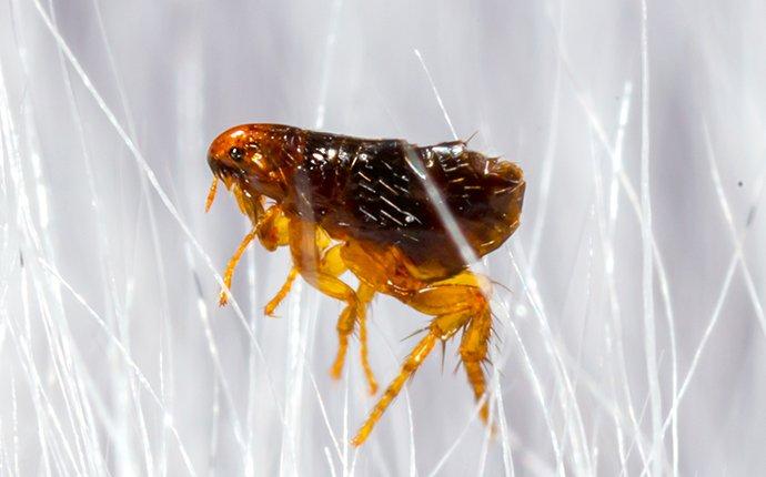 a flea in dog hair