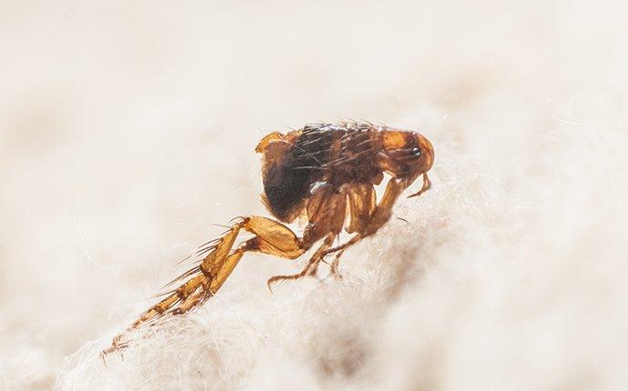 a flea crawling on fabric