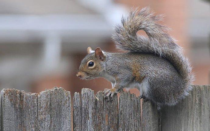 a gray squirrel on a fence