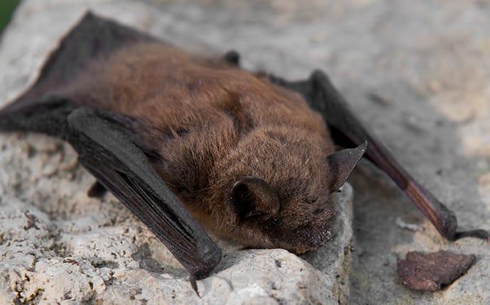 a bat crawling in a home