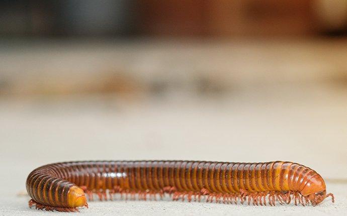 up close image of a millipedes crawling in a basement