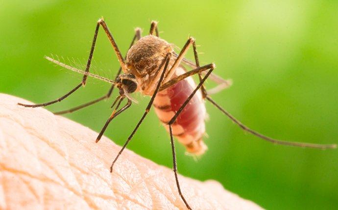 a mosquitoe spreading diseases through its bite