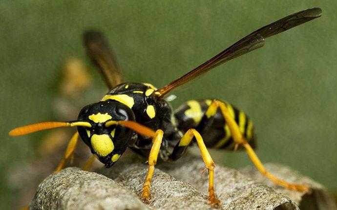a wasp on a nest