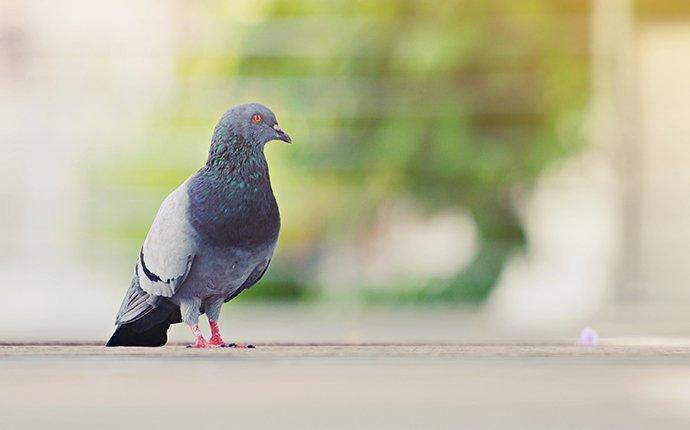 a pigeon on a sidewalk