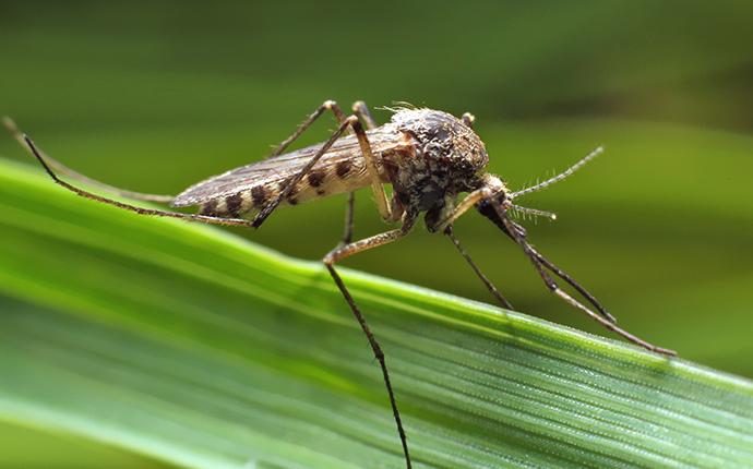 up close image of a mosquito on a green leaf