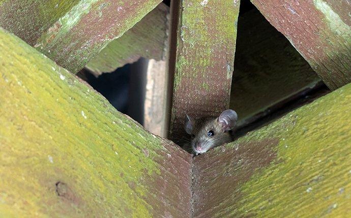 a roof rat in rafters