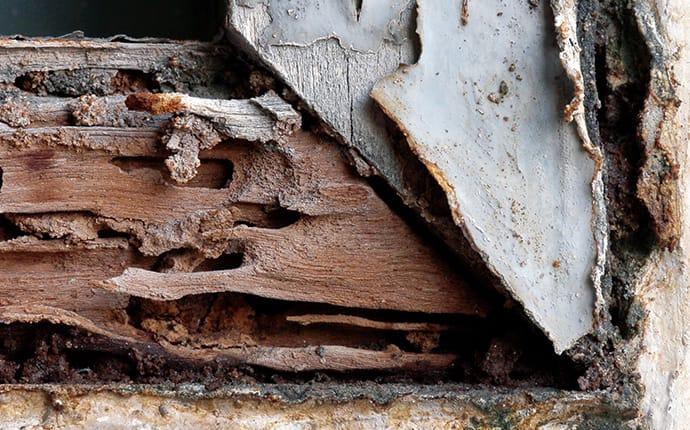 termite damage in a wooden frame of a building in cadillac maine