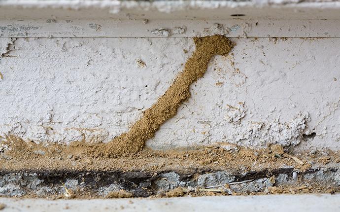 termite damage on a home