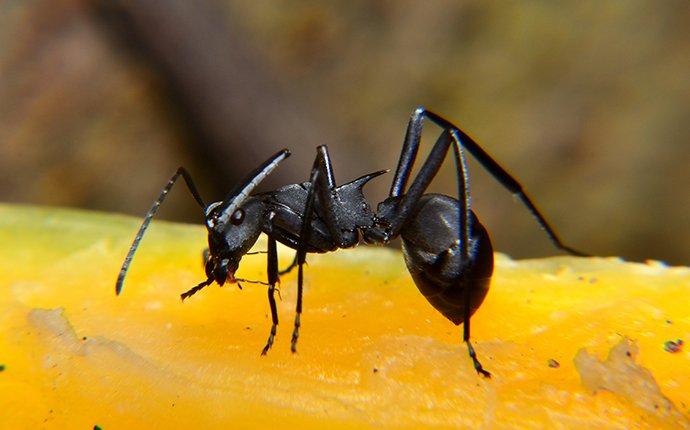a carpenter ant crawling on a piece of fruit