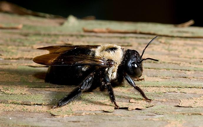a carpenter bee crawling outside