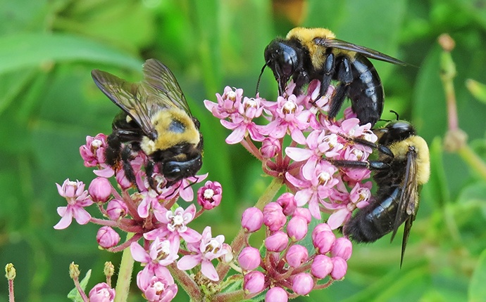 three carpenter bees outside