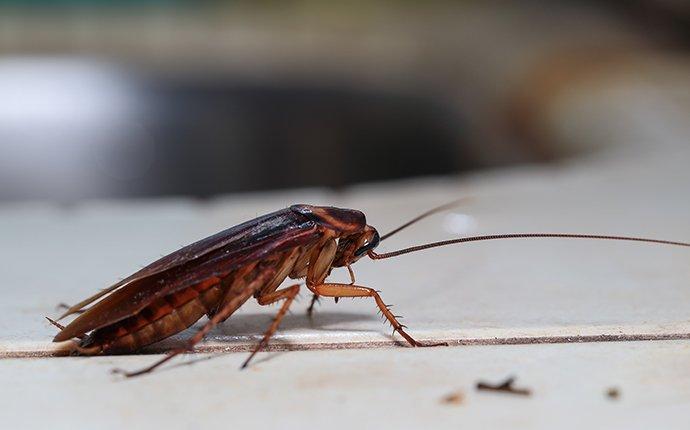 a cockroach crawling on a kitchen counter
