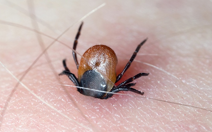 a tick burrowing into a persons leg