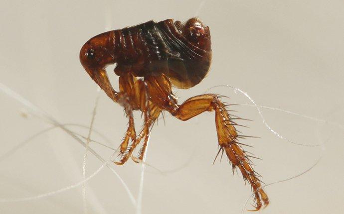 an up close image of a flea jumping on pet hair