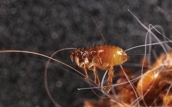 a flea crawling in pet hair in princeton