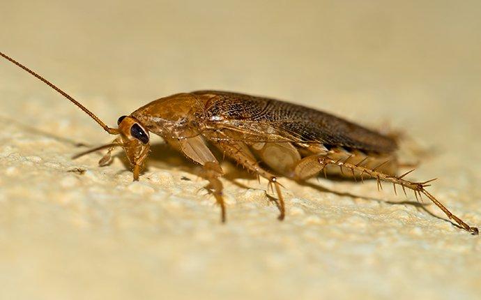 german cockroach inside a home