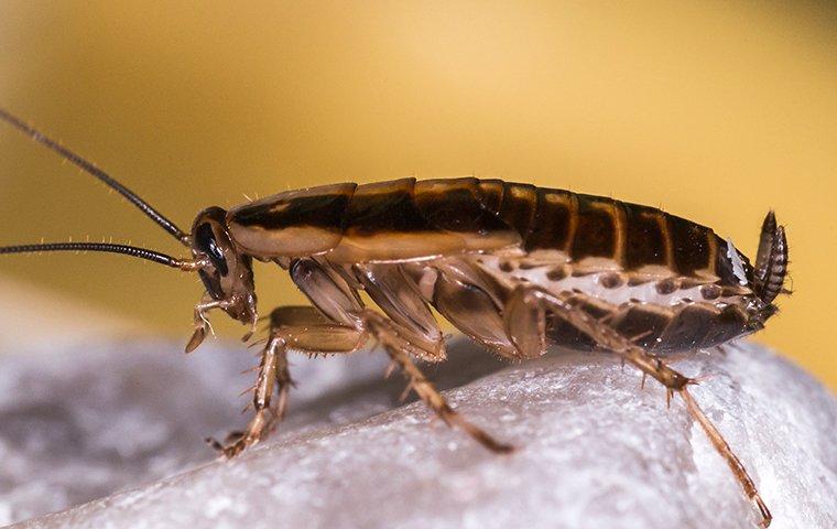 What Makes The German Cockroaches In New Jersey So Bad?