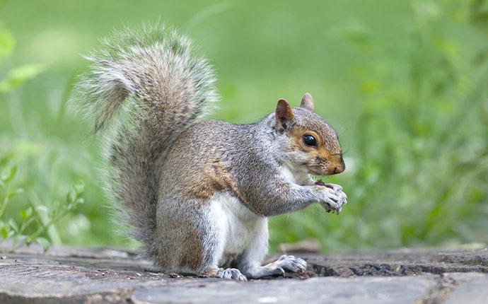 a gray squirrel eating food in a yard