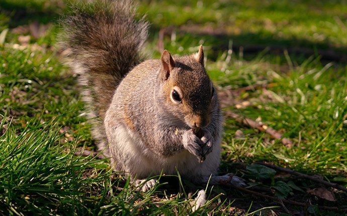 a gray squirrel eating a nut