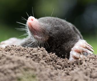 a mole outside a home