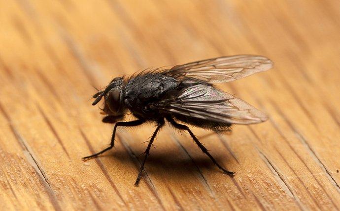 a house fly that landed on a wooden kitchen table