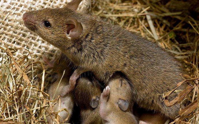 a house mouse with its young in a nest