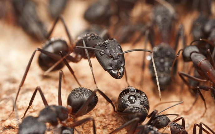 carpenter ants in dirt