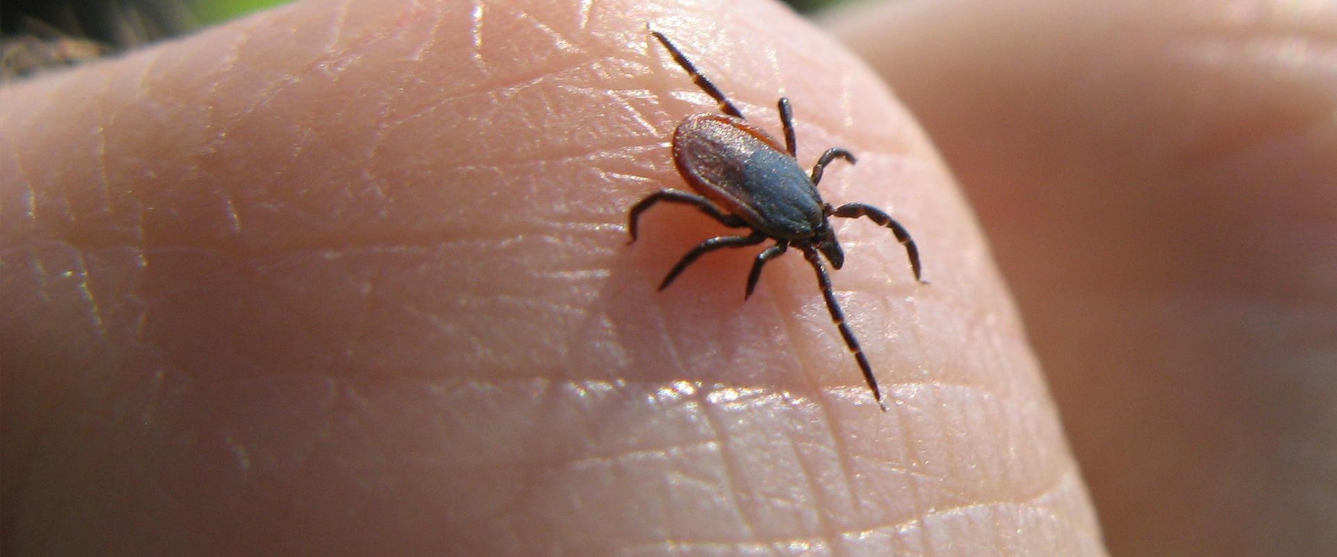 a tick on a finger