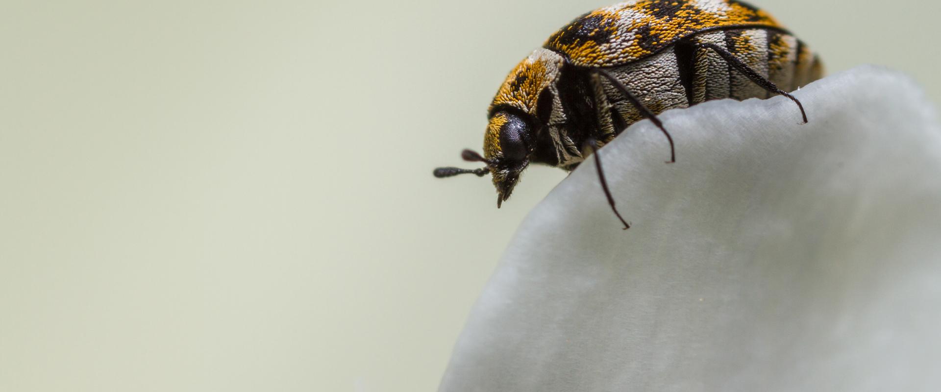 carpet beetle on petal
