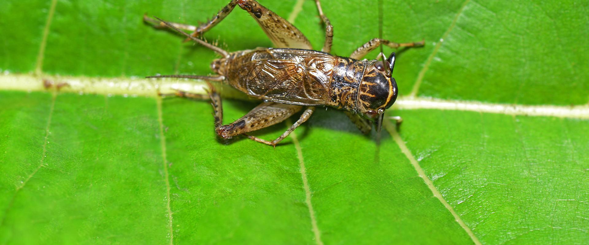 cricket on a leaf
