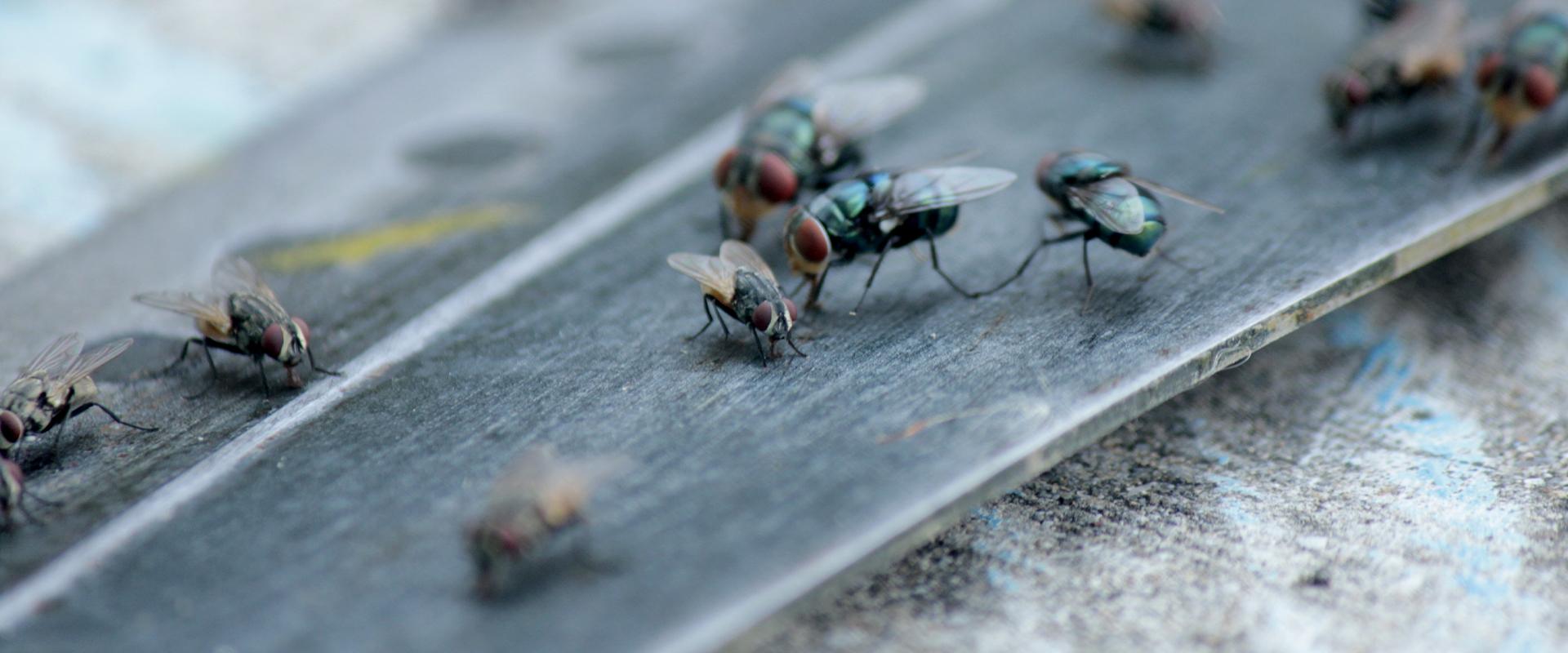 group of house flies outside